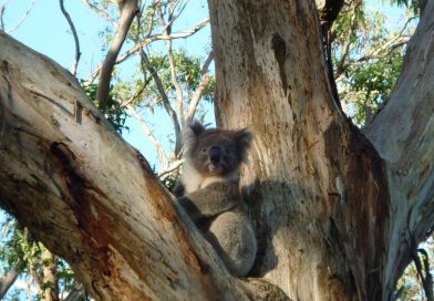 Koala an der Great Ocean Road
