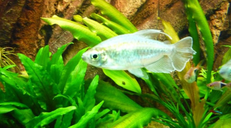 Neues Video Blauer Kongosalmler HobbyCloud.de