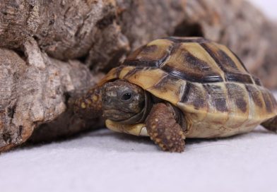 Griechische Landschildkröten