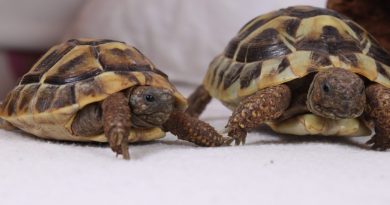 Griechische Landschildkröten