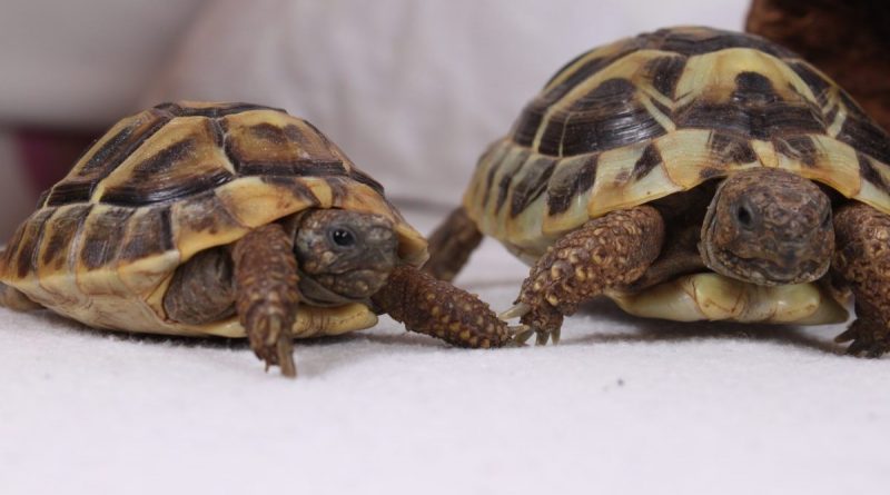 Griechische Landschildkröten