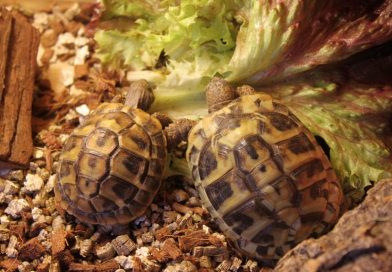 Griechische Landschildkröten