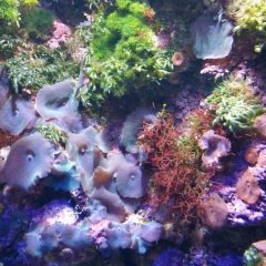 Meeresaquarium Fehmarn