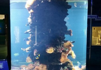 Meeresaquarium Fehmarn