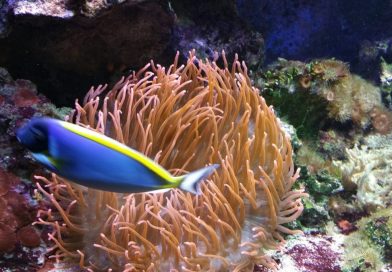 Meeresaquarium Fehmarn