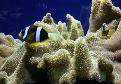 Meeresaquarium Fehmarn