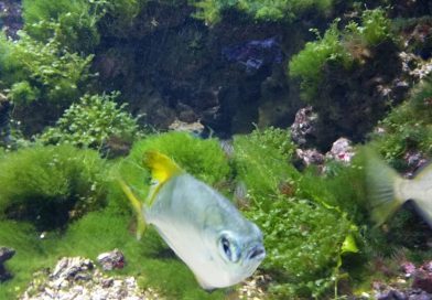 Meeresaquarium Fehmarn