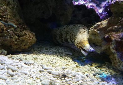 Meeresaquarium Fehmarn