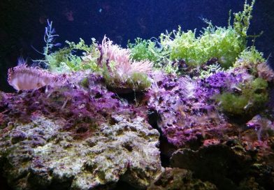 Meeresaquarium Fehmarn