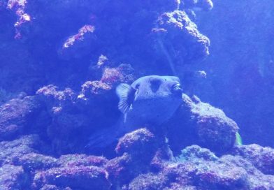 Meeresaquarium Fehmarn