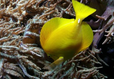 Meeresaquarium Fehmarn