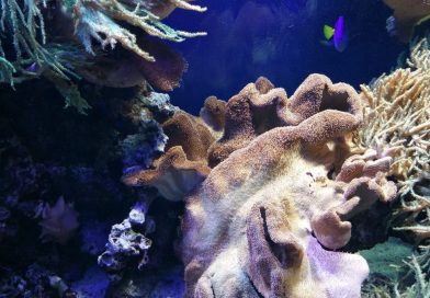 Meeresaquarium Fehmarn