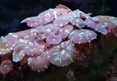 Meeresaquarium Fehmarn