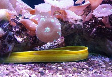 Meeresaquarium Fehmarn