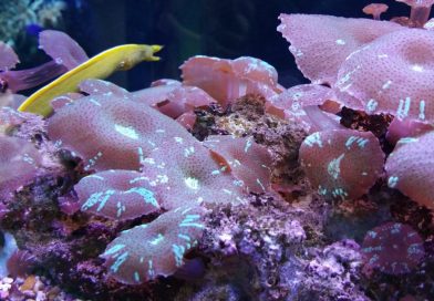 Meeresaquarium Fehmarn