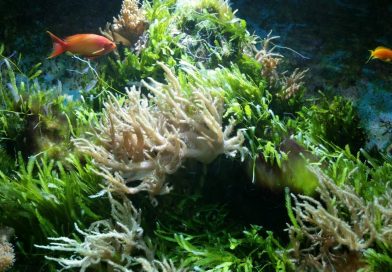 Meeresaquarium Fehmarn