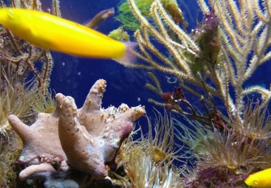 Meeresaquarium Fehmarn