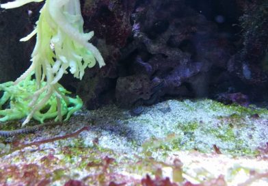 Meeresaquarium Fehmarn