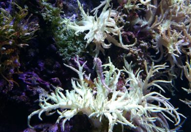 Meeresaquarium Fehmarn