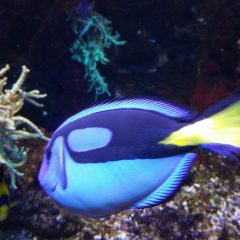 Meeresaquarium Fehmarn