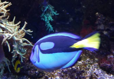 Meeresaquarium Fehmarn
