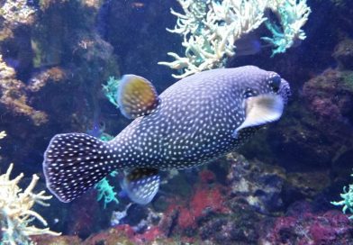 Meeresaquarium Fehmarn