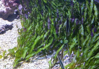 Meeresaquarium Fehmarn