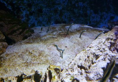 Meeresaquarium Fehmarn