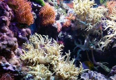 Meeresaquarium Fehmarn