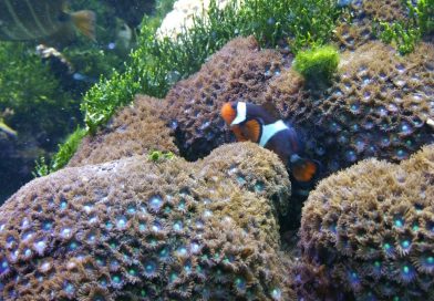 Meeresaquarium Fehmarn