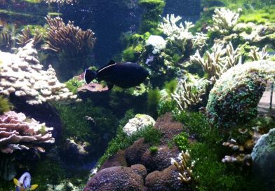 Meeresaquarium Fehmarn