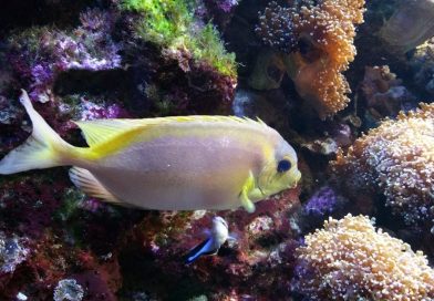 Meeresaquarium Fehmarn